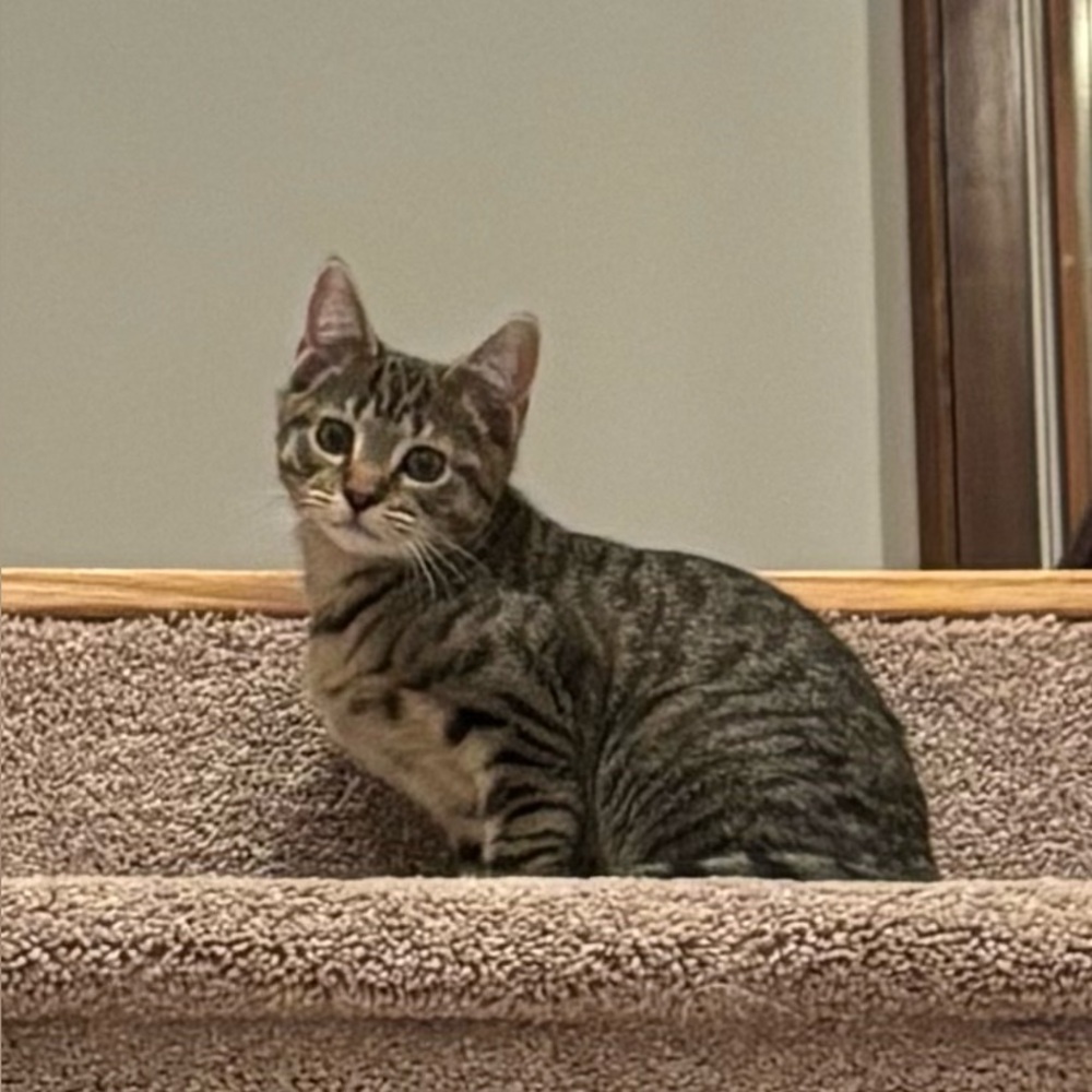 Meet your Posher, Ari